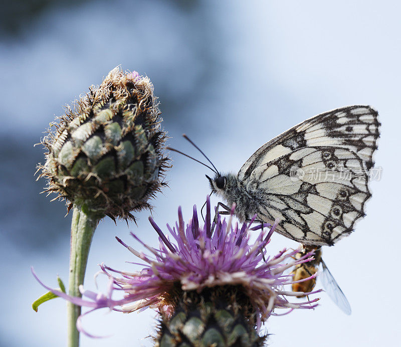 大理石白蝴蝶(Melanargia galathea)